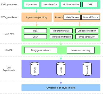 Integrated bioinformatic analysis and cell line experiments reveal the significant role of the novel immune checkpoint TIGIT in kidney renal clear cell carcinoma